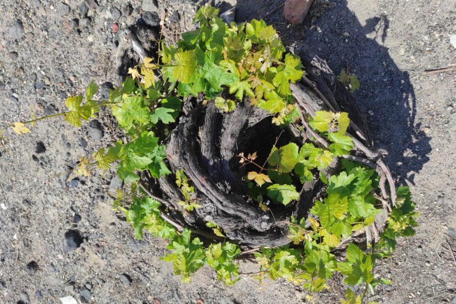 Assyrtiko basket vine growing in Santorini volcanic soil
