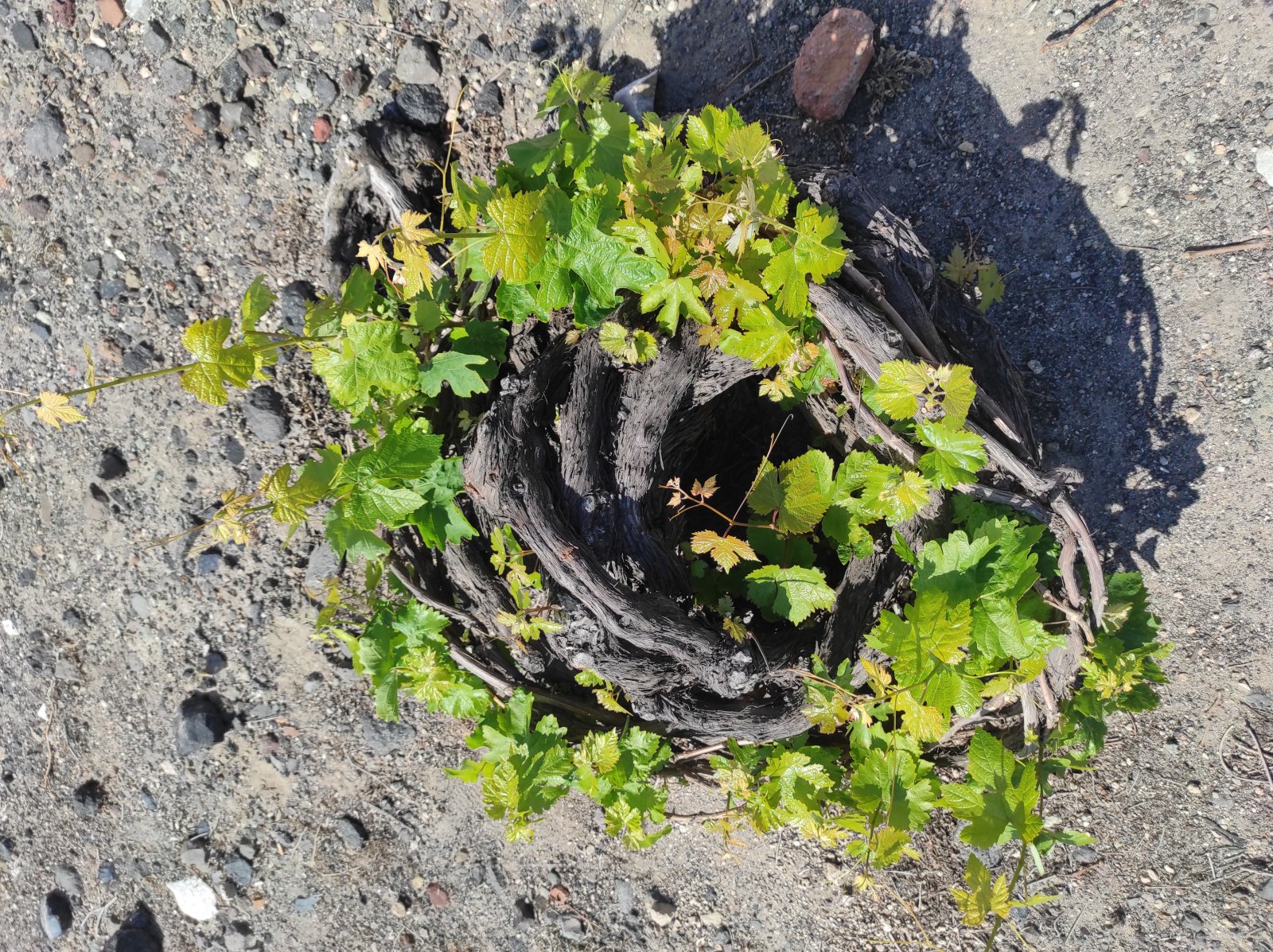Assyrtiko basket vine growing in Santorini volcanic soil